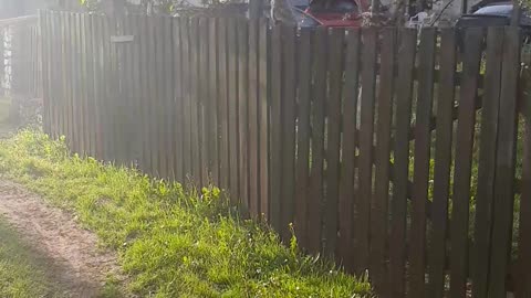 Baby owl on the fence. Cute little gal