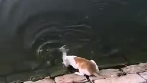 Cat stealing fish off tiktok
