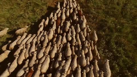 Sheep herd is moving. White sheep on grass background