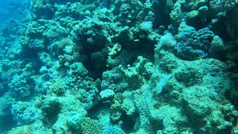 Coral reef and water plants in the Red Sea, Dahab, blue lagoon Sinai Egypt 3