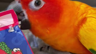 Fiery parrot gets angry at mom's candy box