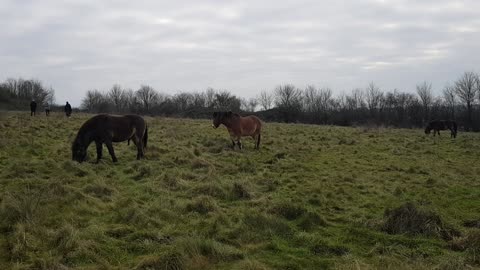 Wild ponies ar Danebury hill. Iron age fort. Wiltshire..uk