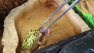 Special Food For Froge in New House Pool