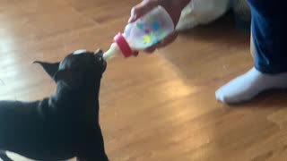 Baby dog needs his bottle!!!