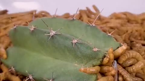 mealworms vs cactus