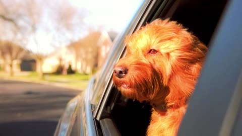 Dogs Love Peeking Out Of The Car.#ytshorts #dog #puppyvideos #puppiesofinstagram #cutepuppy #doglife