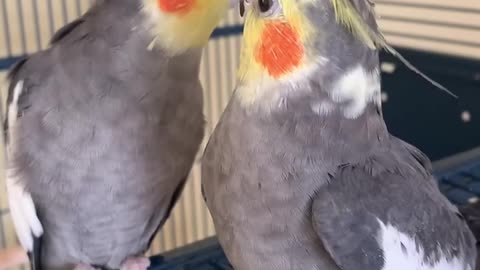 Funny parrot |cockatiel parrot | Funny birds | Funny animals