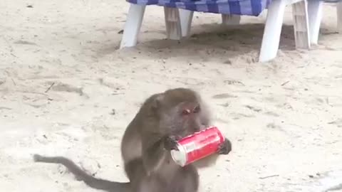 Monkey opening coke can and drinking it