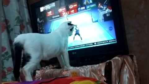 a cute cat love to watching badminton