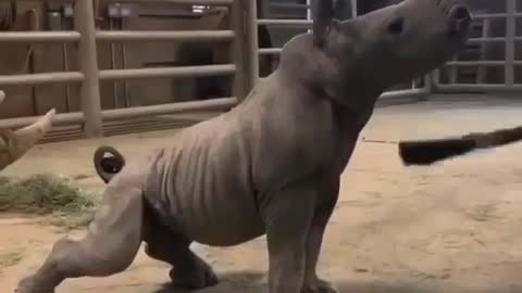 Носорог - долгожитель.