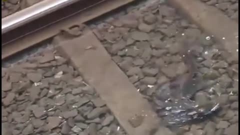 oh my god!! fishes are on train track, unbelievable video