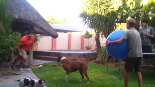 Large kid blue excercise ball hit