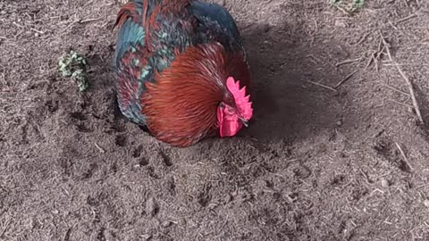 Rooster Sapphire has a girlfriend. Spa for chickens!!!