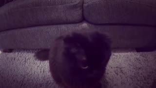 Cute Cat Playing with Camera