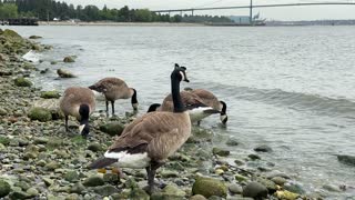 Canada Goose at Ambleside Park