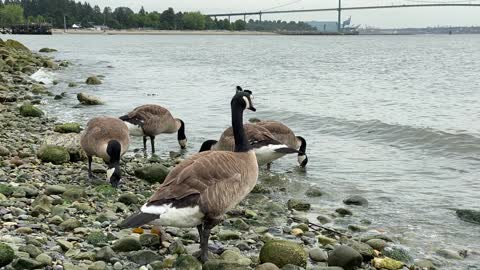 Canada Goose at Ambleside Park