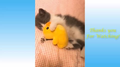 Funny Cats and Cute Kittens Compilation 2021