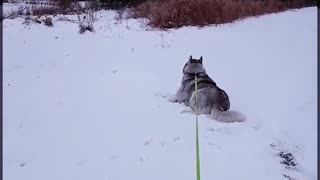 Husky Decides To Take Nap During His Walk