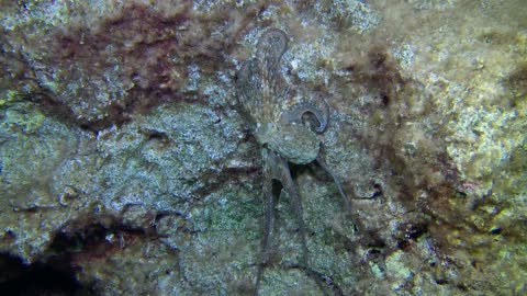 Gigantic Octopus Camouflaged to survive in the sea