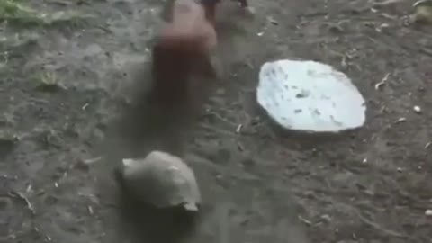 Dog teaches turtle to play with a ball