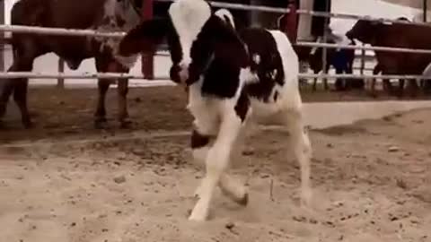 Funny video of calf and baby | Funny animal video cow baby calf playing with kid and #funny #cow