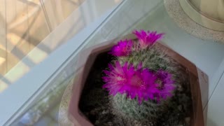 Cactus Flowers that Open and Close: The Magic of Moving Plants