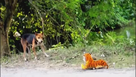 Funny Video/Prank Video Compilation 2021 Fake Tiger vs Real Dog
