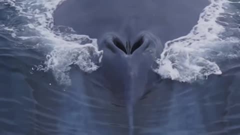 Majestic Moment: Whale Sprays Water to Breathe #WhaleBreathing #OceanWonders"