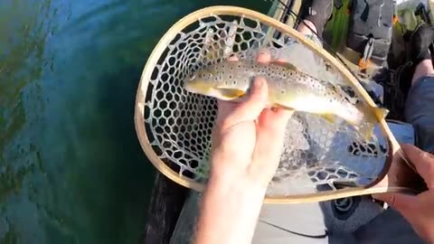 0:38 / 34:33 BROWN TROUT Fishing & SOLO Camping in REMOTE WILD!!! (Catch, Cook, Camp)