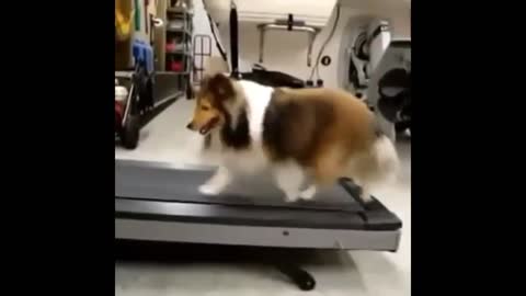 Dog exercising