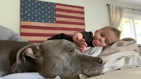 Patient pitbull with baby
