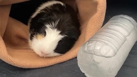 staying_cool_in_the_summer_heat_sleeping_in_the_shade_n ext_to_a_cold_water_bottle .