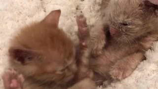 New Born Kitten Playing Cuty