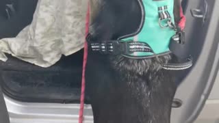 German Shepherd Dog Excited to go for a Car Ride