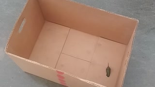 Hummingbird release