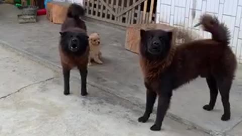 Amazing dogs 🐩 trending video