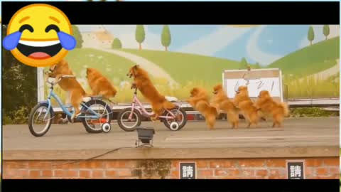Kids Favorite PetsDogs Ride a BikeCats DanceCow Rocks Ep7 Cu