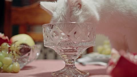 Cat Licking The Crystal Glass