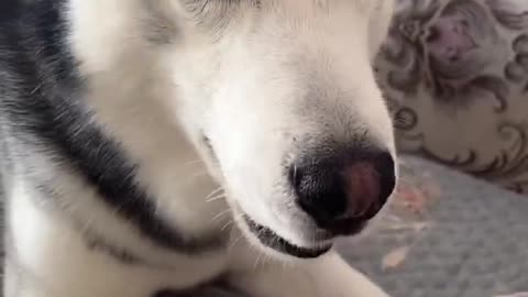 Good husky dog