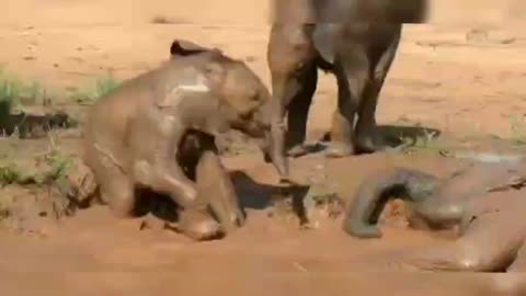 Nature 14 elephants playing with water