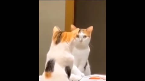 cute cat surprised to see his own face