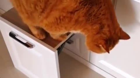 FunnyCatsToday，Funny Cat You Might Never See Before, part23