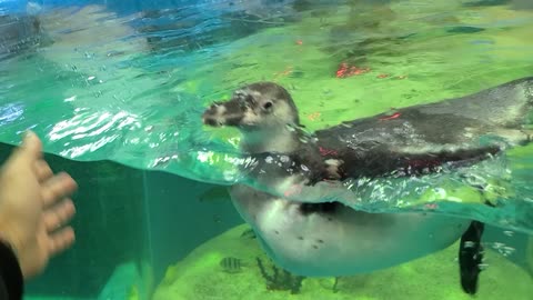 A cute penguin is following my hand