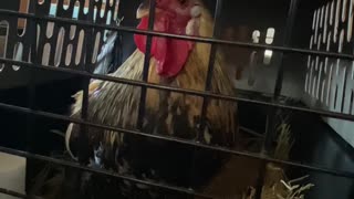 Anyone else have a rooster alarm clock in their house?