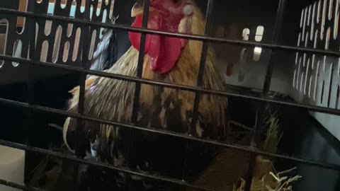 Anyone else have a rooster alarm clock in their house?