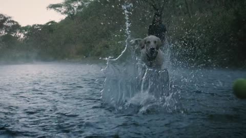 Dog and owner playing with a ball in a creek