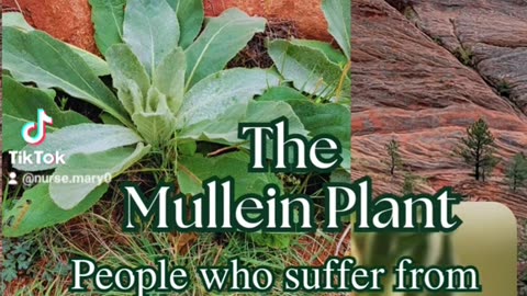 Rocky Mountain Find Mullein