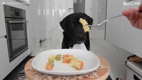 Dog has exemplary table manners