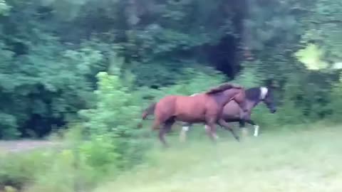 Colt pesters mare trying to enjoy the water