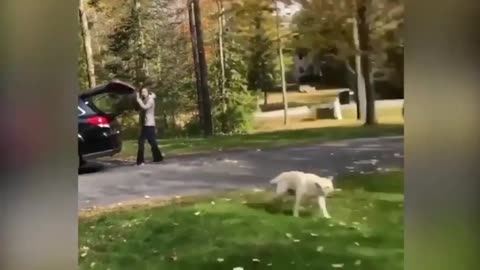 Funny dog does this once he arrives home!